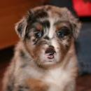 Akiba und Sunnys  Nachwuchs